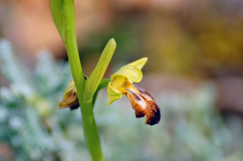 Orchidea da determinare